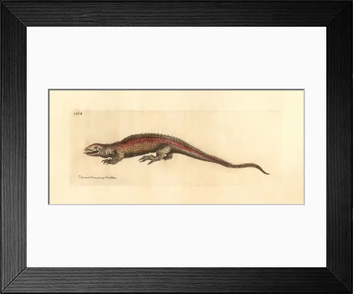 Framed Print : Two-faced neusticurus, Neusticurus bicarinatus Framed Print : Two-faced neusticurus, Neusticurus bicarinatus