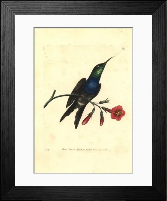 Framed Print : Fork-tailed woodnymph hummingbird, Thalurania furcata Framed Print : Fork-tailed woodnymph hummingbird, Thalurania furcata