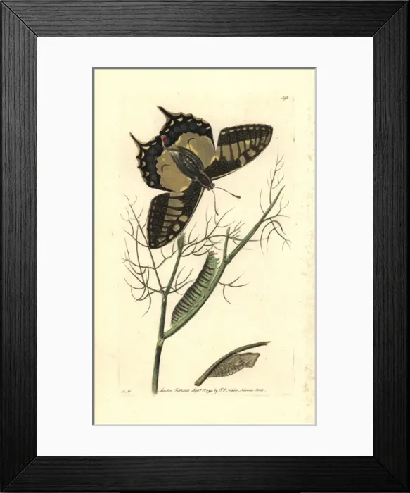 Framed Print : Old world swallowtail butterfly, Papilio machaon Framed Print : Old world swallowtail butterfly, Papilio machaon