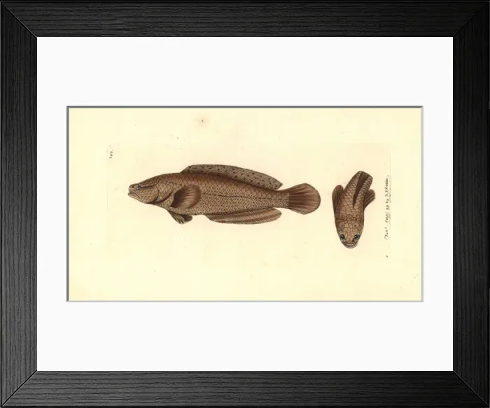 Framed Print : Spotted snakehead, Channa punctata Framed Print : Spotted snakehead, Channa punctata