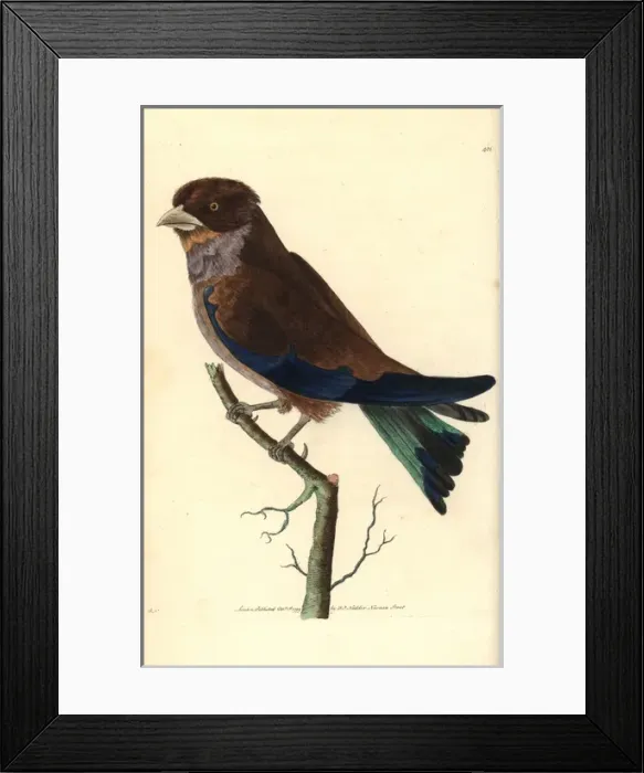 Framed Print : Cinnamon or broad-billed roller, Eurystomus glaucurus Framed Print : Cinnamon or broad-billed roller, Eurystomus glaucurus