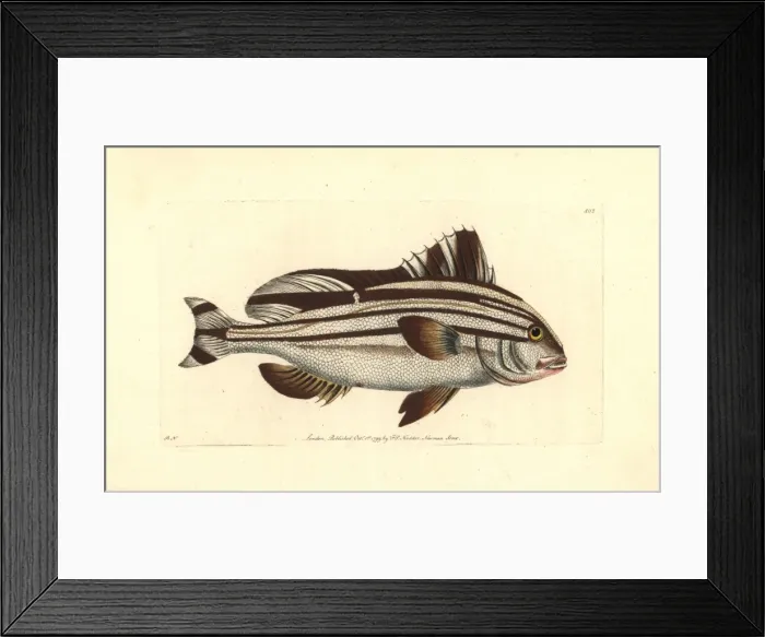 Framed Print : Banded anthias, Anthias diagrama Framed Print : Banded anthias, Anthias diagrama
