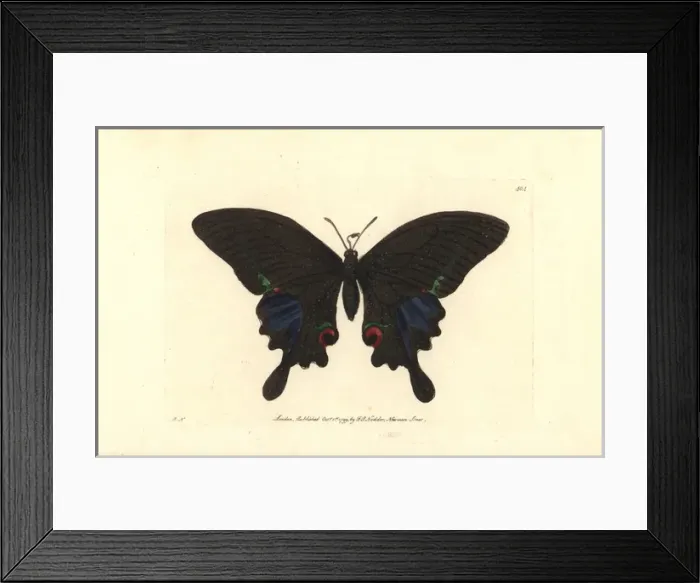 Framed Print : Paris peacock butterfly, Papilio paris Framed Print : Paris peacock butterfly, Papilio paris