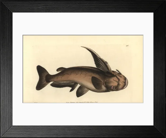 Framed Print : Soldier catfish, Osteogeneiosus militaris Framed Print : Soldier catfish, Osteogeneiosus militaris