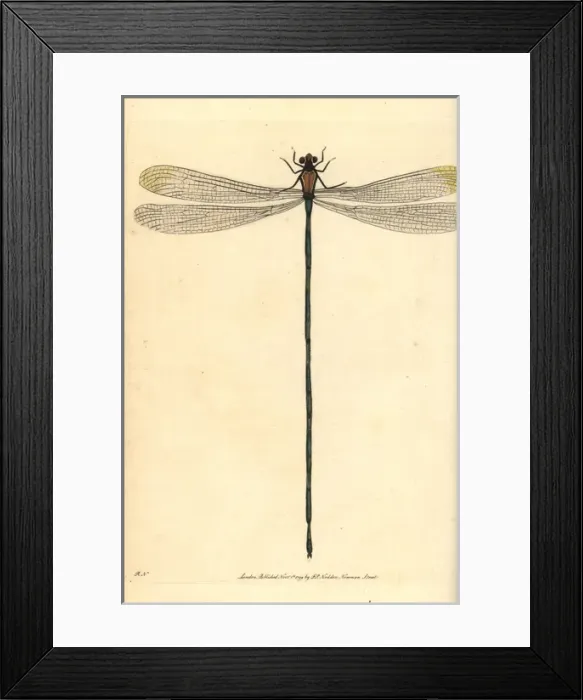 Framed Print : Helicopter damselfly, Mecistogaster lucretia Framed Print : Helicopter damselfly, Mecistogaster lucretia