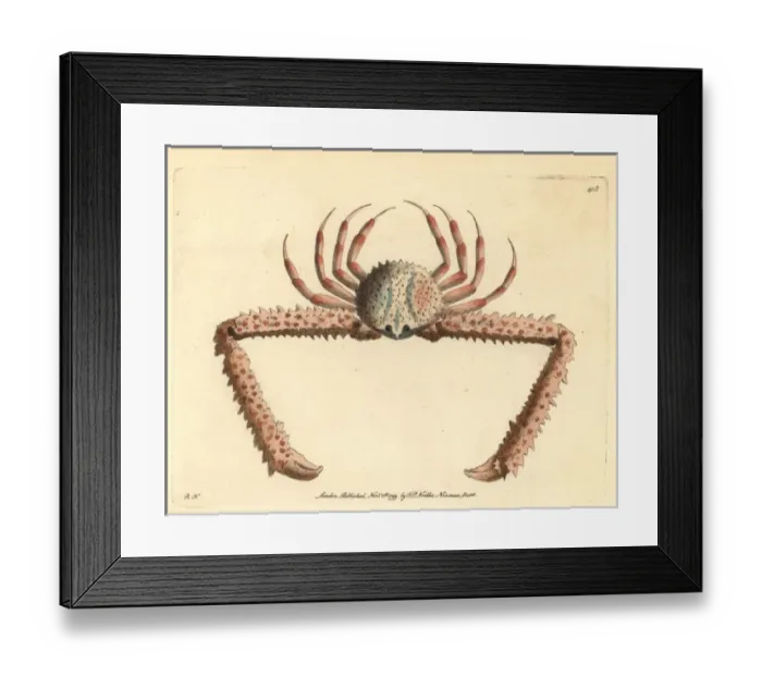 Framed Print : Elbow crab, Parthenope longimanus Framed Print : Elbow crab, Parthenope longimanus