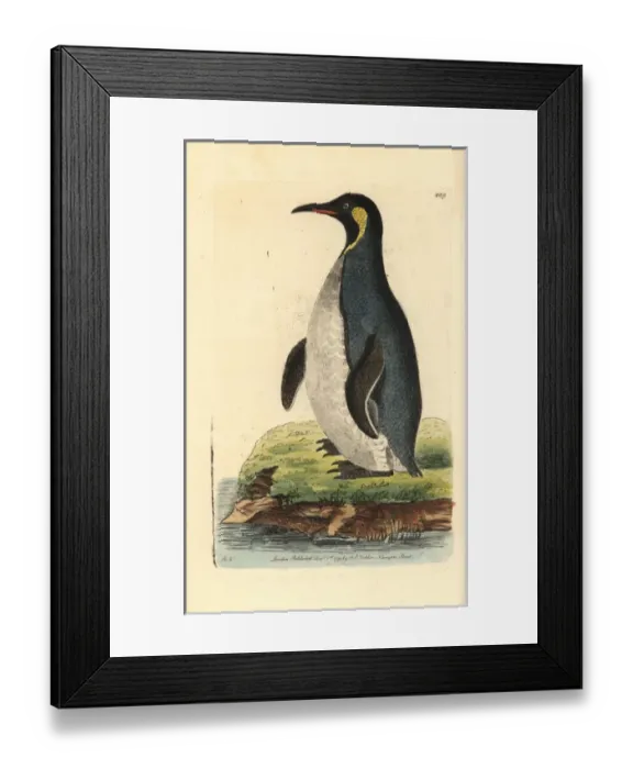 Framed Print : King penguin, Aptenodytes patagonicus Framed Print : King penguin, Aptenodytes patagonicus