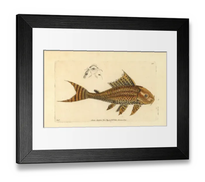 Framed Print : Suckermouth catfish, Hypostomus plecostomus Framed Print : Suckermouth catfish, Hypostomus plecostomus