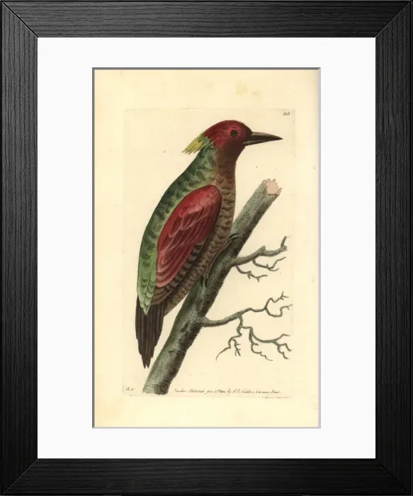 Framed Print : Crimson winged woodpecker, Picus puniceus Framed Print : Crimson winged woodpecker, Picus puniceus
