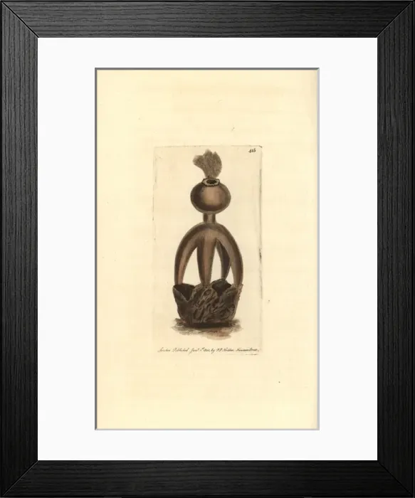 Framed Print : Acrobatic earthstar, Geastrum fornicatum Framed Print : Acrobatic earthstar, Geastrum fornicatum