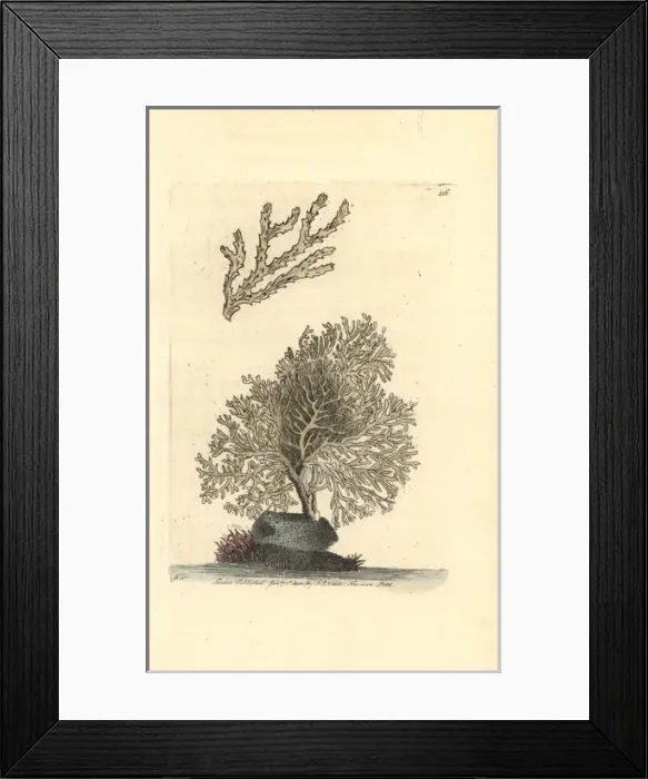 Framed Print : Mesophyllum lichenoides Framed Print : Mesophyllum lichenoides