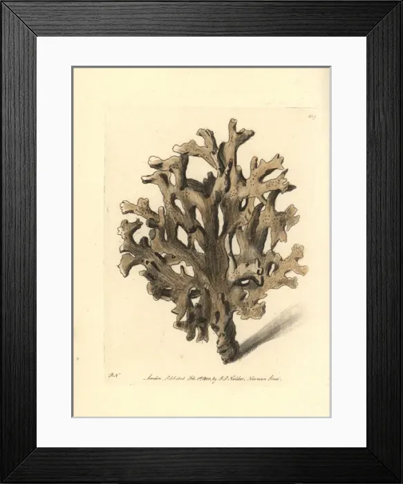 Framed Print : Sea ginger, Millepora alcicornis Framed Print : Sea ginger, Millepora alcicornis
