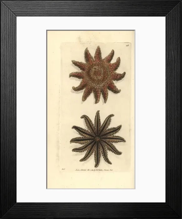 Framed Print : Common sunstar, Crossaster papposus Framed Print : Common sunstar, Crossaster papposus