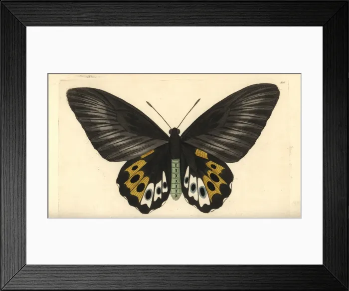 Framed Print : Green birdwing variety, Ornithoptera priamus species Framed Print : Green birdwing variety, Ornithoptera priamus species