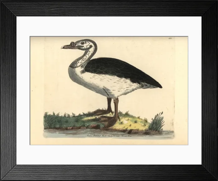 Framed Print : Knob-billed or comb duck, Sarkidiornis melanotos Framed Print : Knob-billed or comb duck, Sarkidiornis melanotos