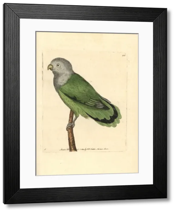 Framed Print : Grey-headed lovebird, Agapornis canus canus Framed Print : Grey-headed lovebird, Agapornis canus canus
