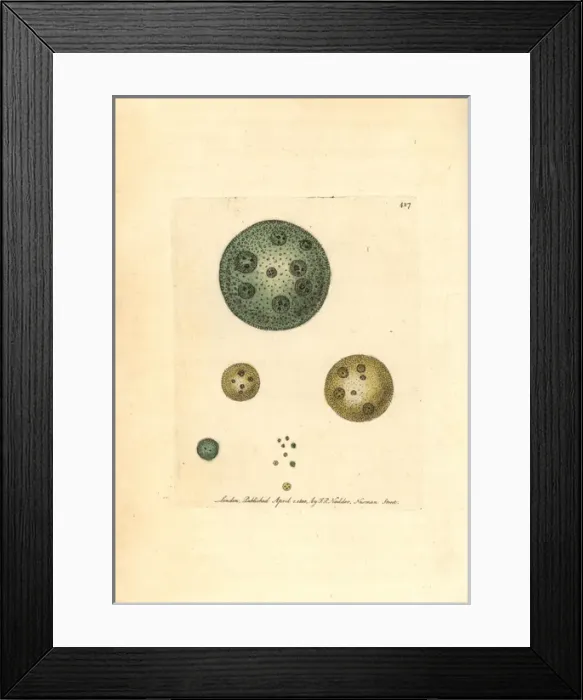 Framed Print : Common globe animal, Volvox globator Framed Print : Common globe animal, Volvox globator