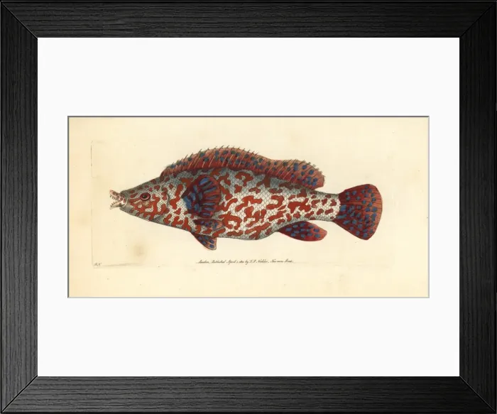 Framed Print : Variegated wrasse, Labrus tinca Framed Print : Variegated wrasse, Labrus tinca