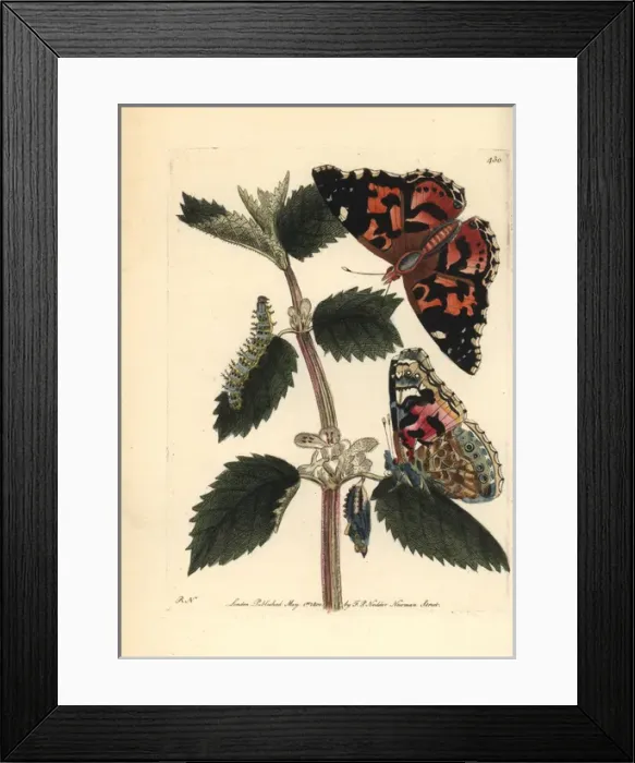 Framed Print : Painted lady, Vanessa cardui Framed Print : Painted lady, Vanessa cardui