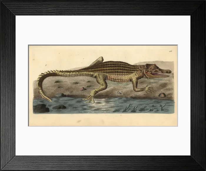 Framed Print : Nile crocodile, Crocodylus niloticus Framed Print : Nile crocodile, Crocodylus niloticus
