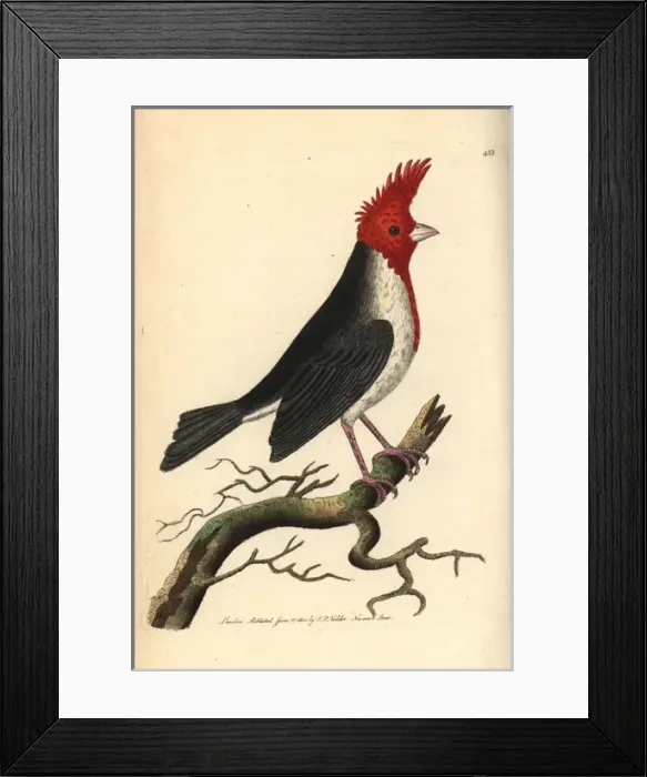 Framed Print : Red-crested cardinal, Paroaria coronata Framed Print : Red-crested cardinal, Paroaria coronata
