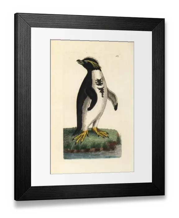 Framed Print : Southern rockhopper penguin, Eudyptes chrysocome Vulnerable Framed Print : Southern rockhopper penguin, Eudyptes chrysocome Vulnerable