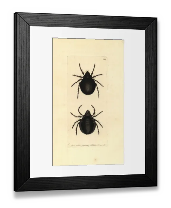 Framed Print : Archipteria coleoptrata mite Framed Print : Archipteria coleoptrata mite