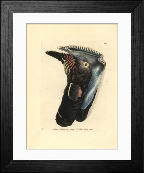 Framed Print : Oyster, Isognomon isognomum Framed Print : Oyster, Isognomon isognomum