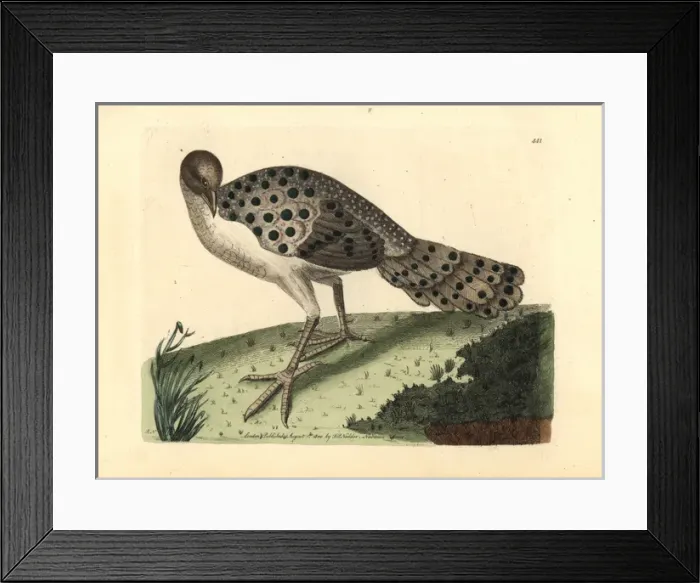 Framed Print : Gray peacock-pheasant, Polyplectron bicalcaratum Framed Print : Gray peacock-pheasant, Polyplectron bicalcaratum