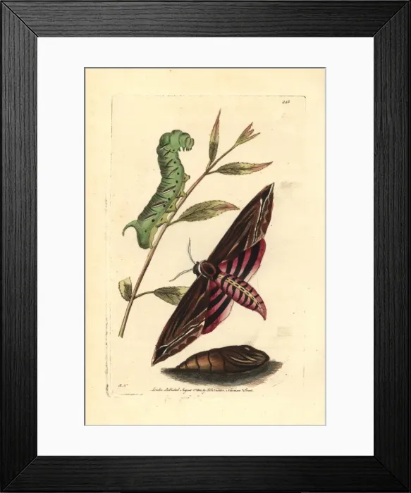 Framed Print : Privet hawk moth, Sphinx ligustri Framed Print : Privet hawk moth, Sphinx ligustri