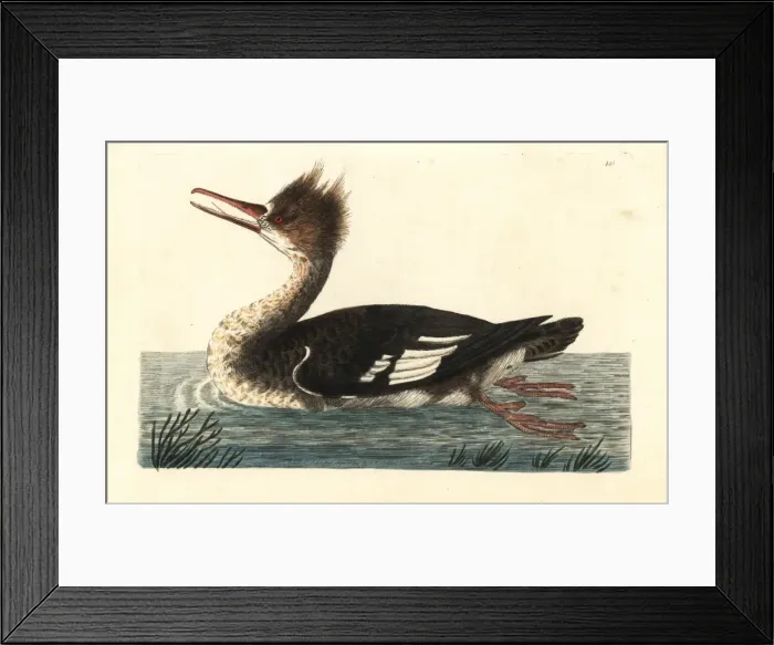 Framed Print : Common merganser duck or goosander, Mergus merganser Framed Print : Common merganser duck or goosander, Mergus merganser