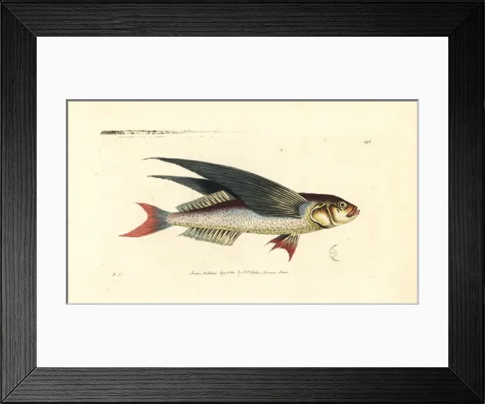 Framed Print : Tropical two-wing flyingfish, Exocoetus volitans Framed Print : Tropical two-wing flyingfish, Exocoetus volitans