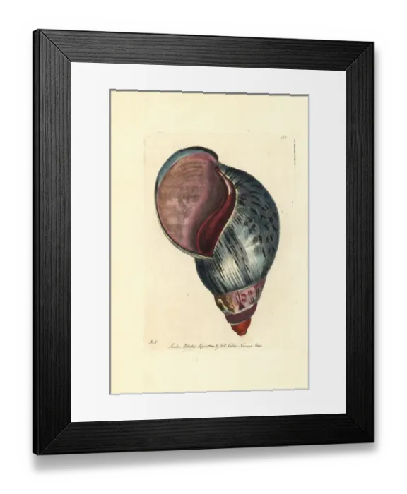 Framed Print : Giant African land snail, Achatina fulica Framed Print : Giant African land snail, Achatina fulica