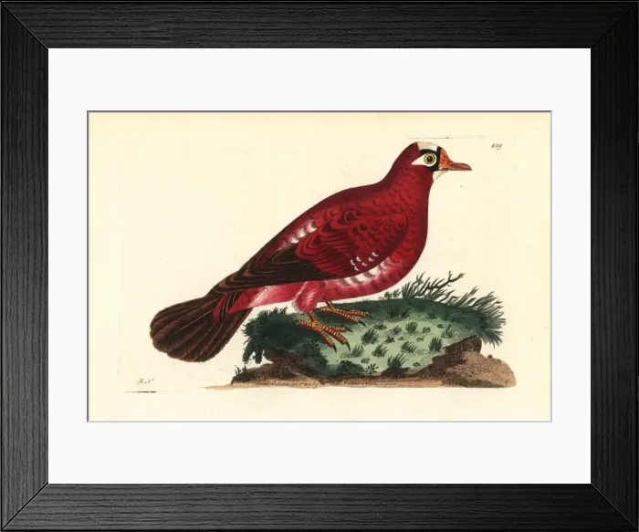 Framed Print : Crimson pigeon, Columba rosea Extinct Framed Print : Crimson pigeon, Columba rosea Extinct