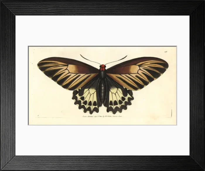 Framed Print : Oblong-spotted birdwing, Troides oblongomaculatus Framed Print : Oblong-spotted birdwing, Troides oblongomaculatus