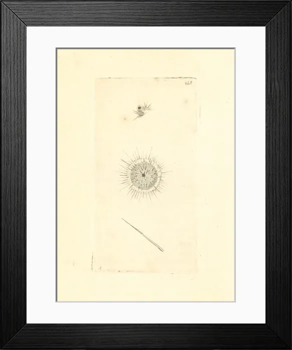 Framed Print : Actinophrys sol