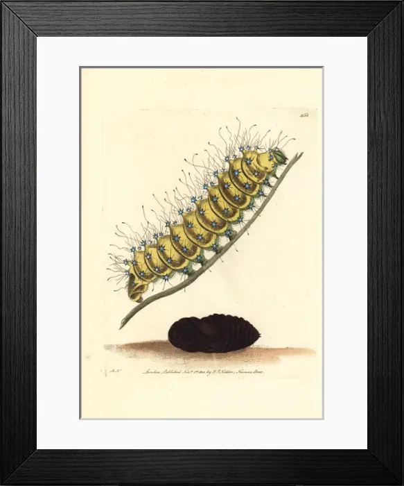 Framed Print : Great peacock moth, Saturnia pyri Framed Print : Great peacock moth, Saturnia pyri