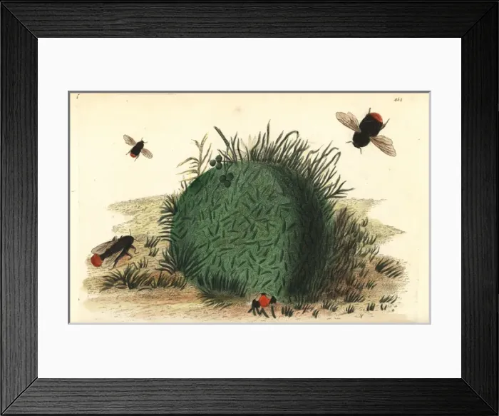 Framed Print : Red-tailed bumblebee, Bombus lapidarius Framed Print : Red-tailed bumblebee, Bombus lapidarius