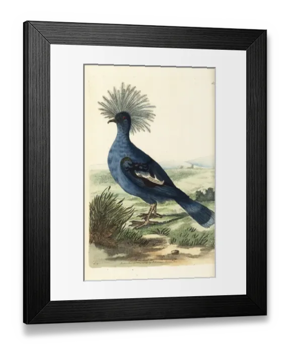 Framed Print : Western crowned pigeon, Goura cristata Vulnerable Framed Print : Western crowned pigeon, Goura cristata Vulnerable
