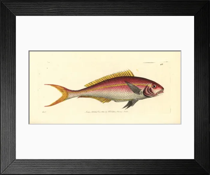 Framed Print : Yellowtail snapper, Ocyurus chrysurus Framed Print : Yellowtail snapper, Ocyurus chrysurus