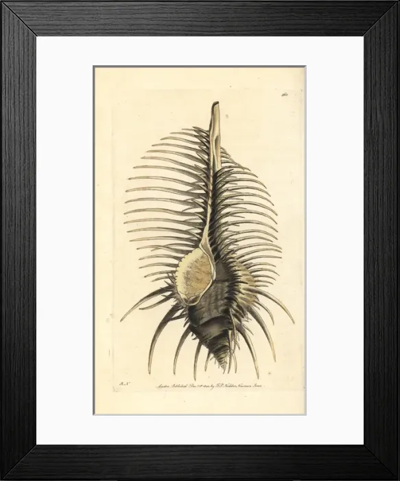 Framed Print : Thorny or caltrop murex, Murex tribulus Framed Print : Thorny or caltrop murex, Murex tribulus