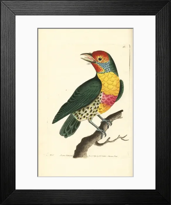 Framed Print : Versicoloured barbet, Eubucco versicolor Framed Print : Versicoloured barbet, Eubucco versicolor