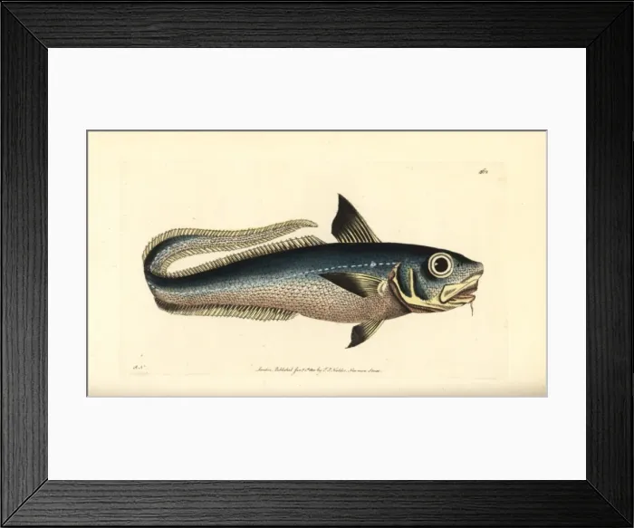 Framed Print : Onion-eye grenadier fish, Macrourus berglax Framed Print : Onion-eye grenadier fish, Macrourus berglax