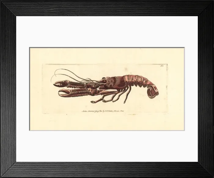 Framed Print : Norway lobster, Nephrops norvegicus Framed Print : Norway lobster, Nephrops norvegicus