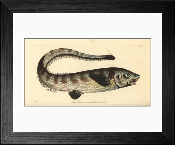 Framed Print : Snub-nosed spiny eel, Notacanthus chemnitzii Framed Print : Snub-nosed spiny eel, Notacanthus chemnitzii