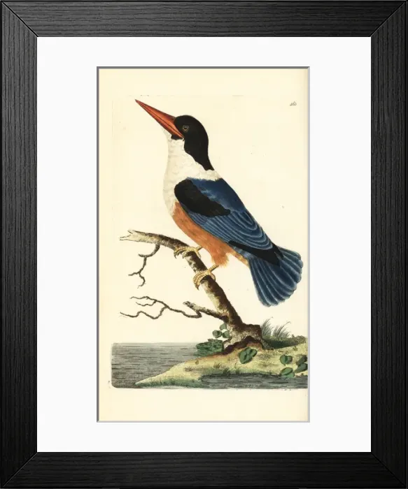 Framed Print : Black-capped kingfisher, Halcyon pileata Framed Print : Black-capped kingfisher, Halcyon pileata
