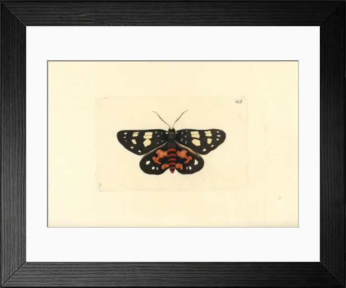 Framed Print : Episteme moth, Episteme lectrix szechuanensis Framed Print : Episteme moth, Episteme lectrix szechuanensis
