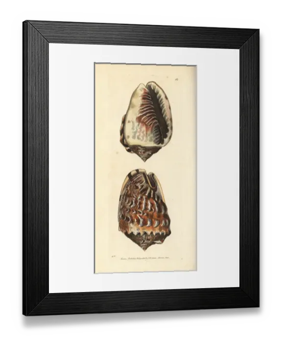 Framed Print : King helmet shell, Cassia tuberosa Framed Print : King helmet shell, Cassia tuberosa