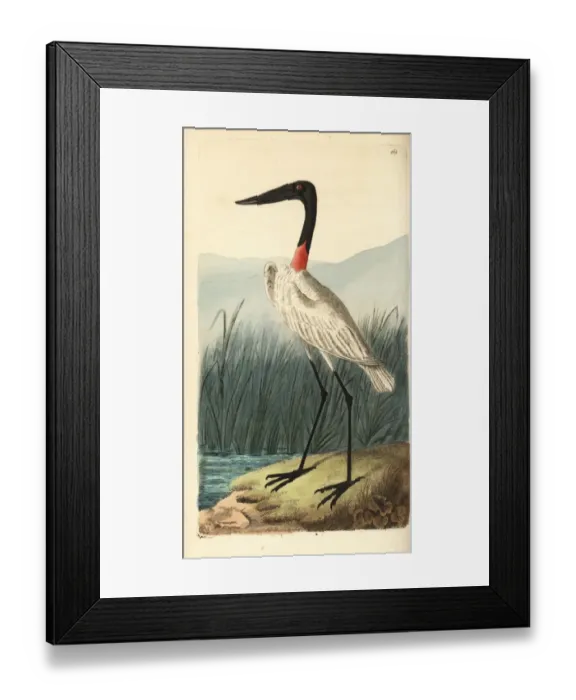 Framed Print : Wood stork or American jabiru, Mycteria americana Framed Print : Wood stork or American jabiru, Mycteria americana