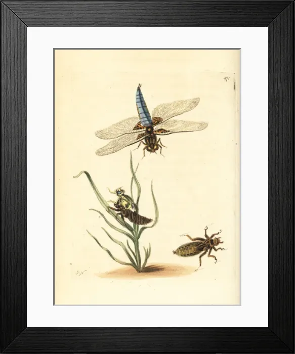 Framed Print : Broad-bodied chaser or darter, Libellula depressa Framed Print : Broad-bodied chaser or darter, Libellula depressa